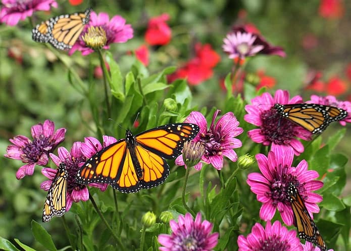 Monarch Butterflies and Purple Daisie