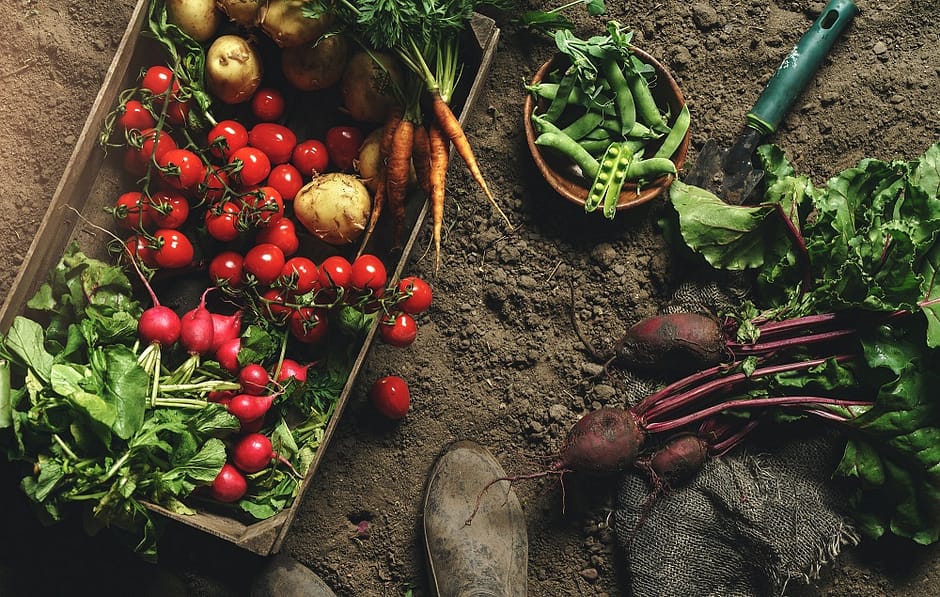 organic gardening tips