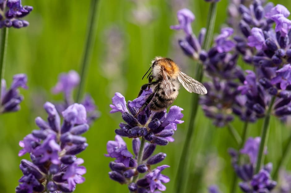 best perennials for bees - lavender flower with bee on it