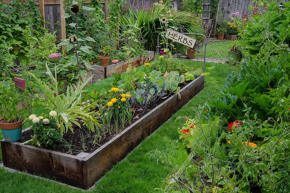 perennials for bees - plant an herb garden 