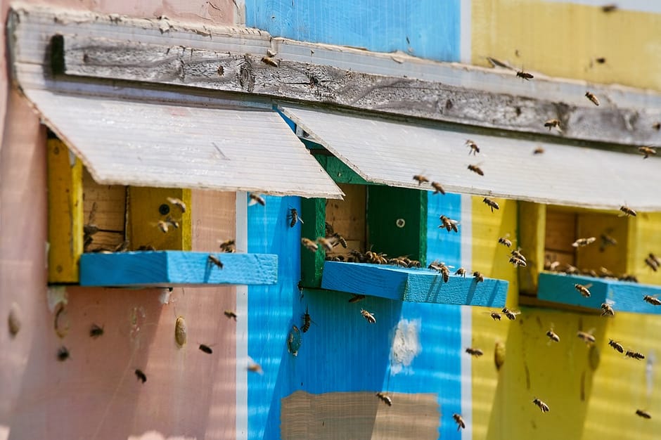 beginner beekeeping