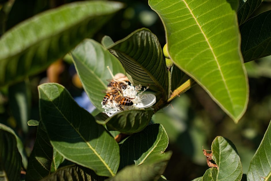 why are bees important - bees collecting pollen on a guava plant