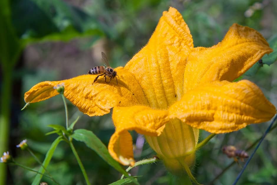 Bees pollinating pumpkin flower