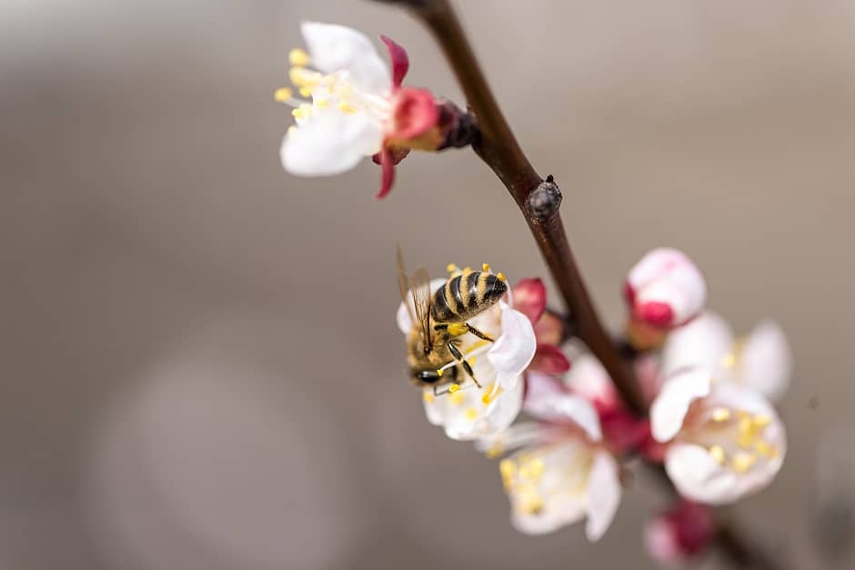 why do we need bees - bee pollinating peach blossom