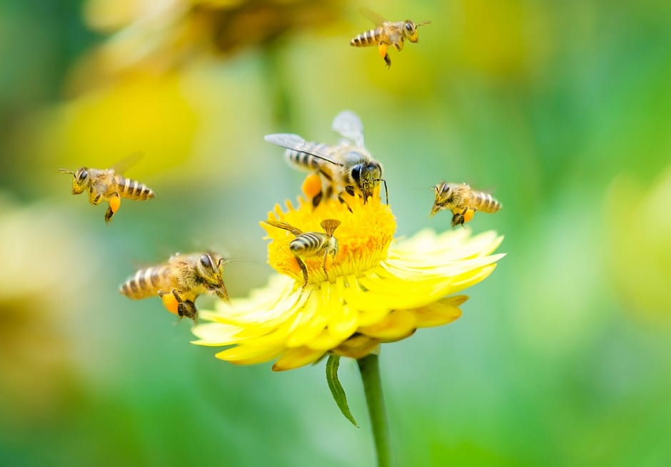 beekeeping books fpr beginners- group of bees on yellow flower